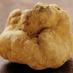 tartufo bianco