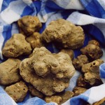 tartufobianco