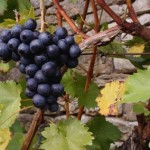 Coda di Volpe Sannio DOC Coda di Volpe Sannio DOC
