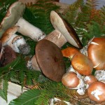 funghi-porcini