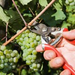 vendemmia-2009 vendemmia-2009