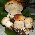 porcini