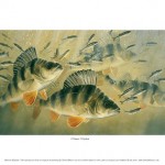perch