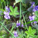 violette