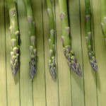 asparagi