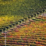 langhe
