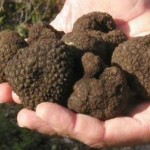tartufo