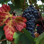 Vitello all'uva bianca e nera