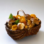Basket of Cep and Chanterelle Mushrooms Basket of Cep and Chanterelle Mushrooms