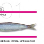 Sarde Sarde