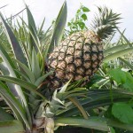 ananas ananas