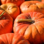 Zucca