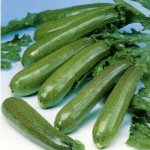 Zucchine Zucchine