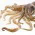 Come pulire i calamari