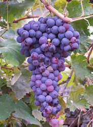 Vendemmia 2008