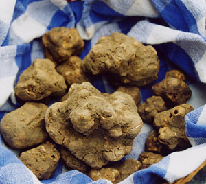 Tartufo, un gioiello in cucina