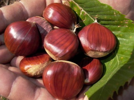 Sagre dedicate alle castagne in giro per l'Italia