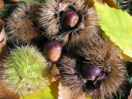 Marmellata di castagne