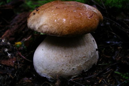 Sfogliata con funghi porcini