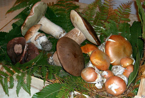 Cucinare i funghi porcini