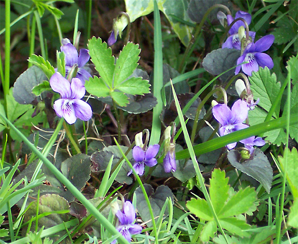 violette