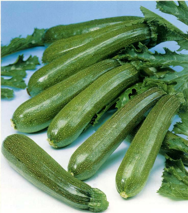 Zucchine e crescenza, prima si frigge e poi s'inforna