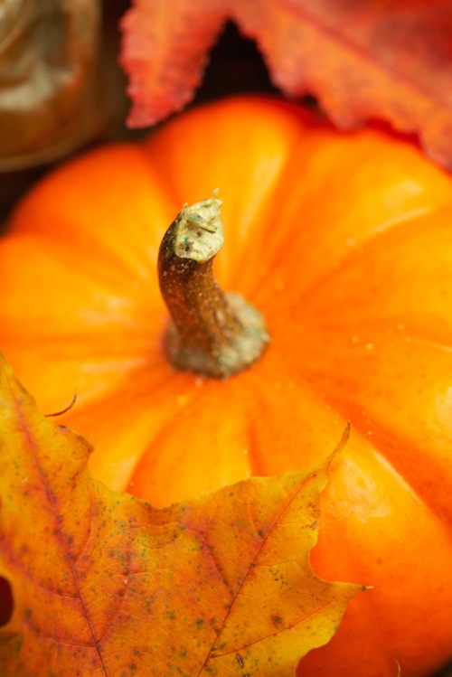 Vellutata di zucca in crosta 