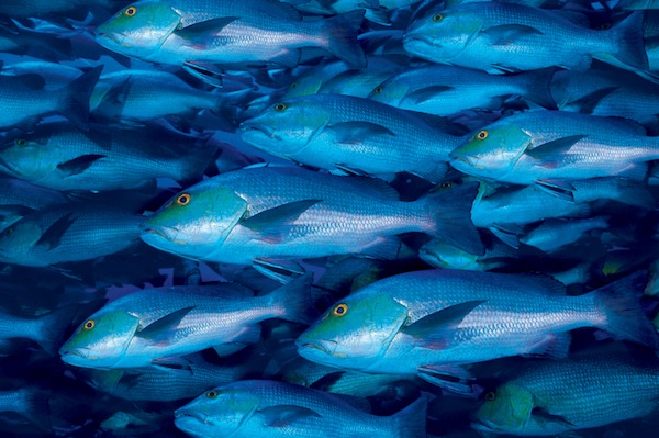 Come cucinare il pesce azzurro 