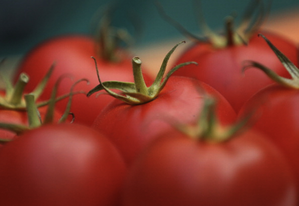 Pappa al pomodoro