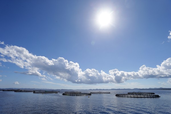 Il pesce più fresco? Quello che arriva dal mare più puro! Cromaris docet