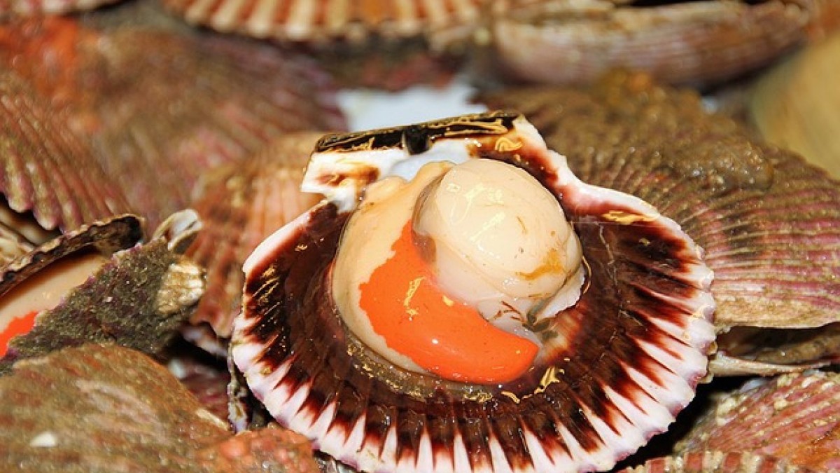 Pettini di mare: ricette per preparare pianti raffinati e sfiziosi