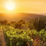 grande vino bianco