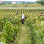 produzione vinicola francese del 2025